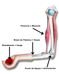 Disposición muscular en flexión de antebrazo
